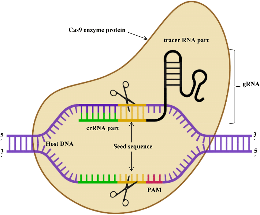 CRISPR-Cas9 01